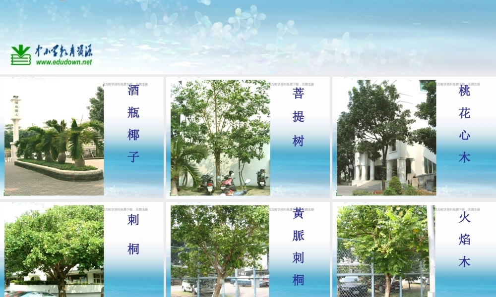 苏教小学科学三上《04校园里的植物》PPT课件(10)【加微信公众号 jiaoxuewuyou 九折优惠qq 1119139686】.ppt