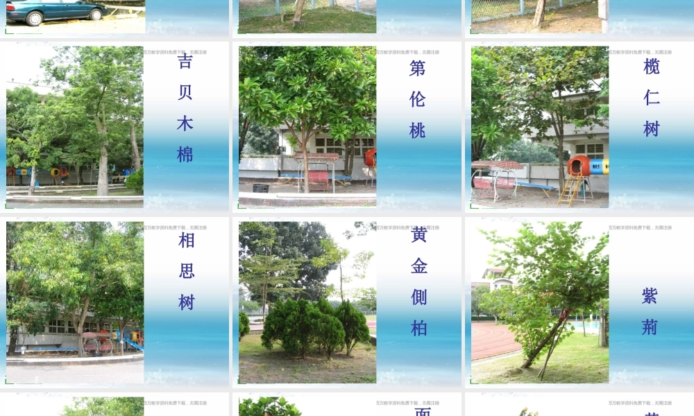 苏教小学科学三上《04校园里的植物》PPT课件(10)【加微信公众号 jiaoxuewuyou 九折优惠qq 1119139686】.ppt