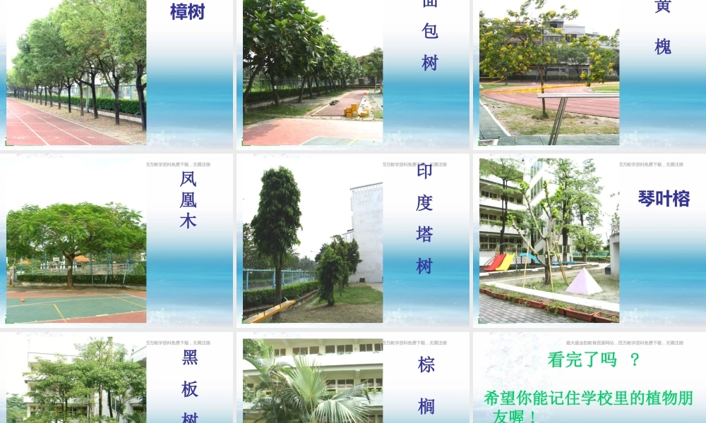 苏教小学科学三上《04校园里的植物》PPT课件(10)【加微信公众号 jiaoxuewuyou 九折优惠qq 1119139686】.ppt