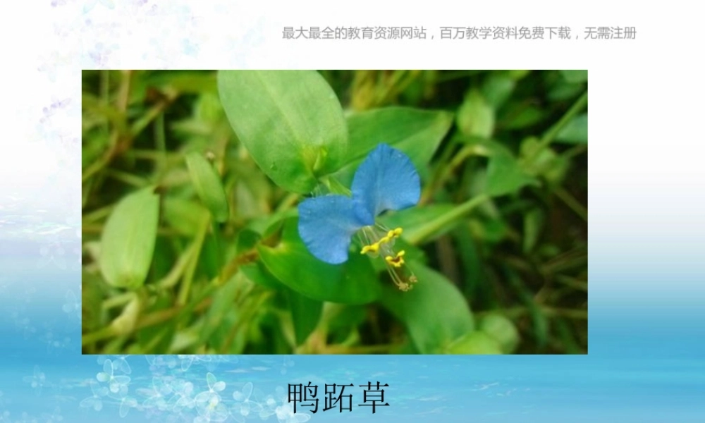 苏教小学科学三上《04校园里的植物》PPT课件(20)【加微信公众号 jiaoxuewuyou 九折优惠qq 1119139686】.ppt