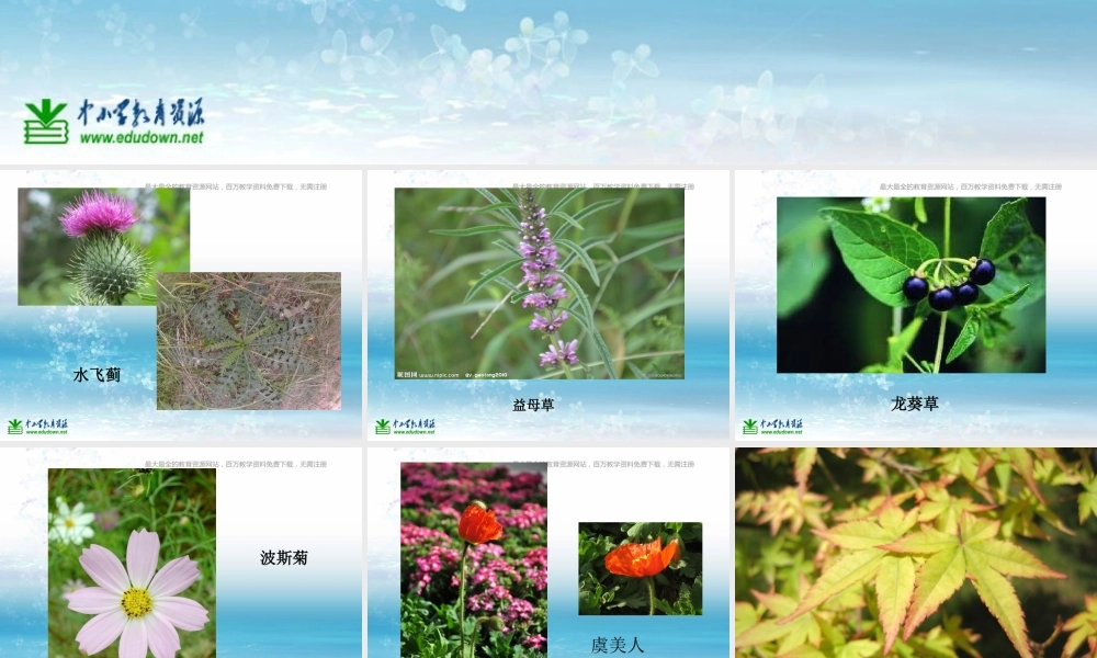 苏教小学科学三上《04校园里的植物》PPT课件(20)【加微信公众号 jiaoxuewuyou 九折优惠qq 1119139686】.ppt