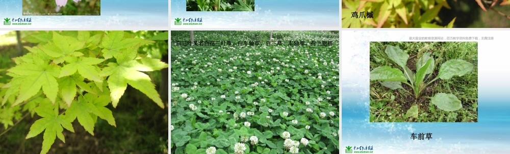 苏教小学科学三上《04校园里的植物》PPT课件(20)【加微信公众号 jiaoxuewuyou 九折优惠qq 1119139686】.ppt