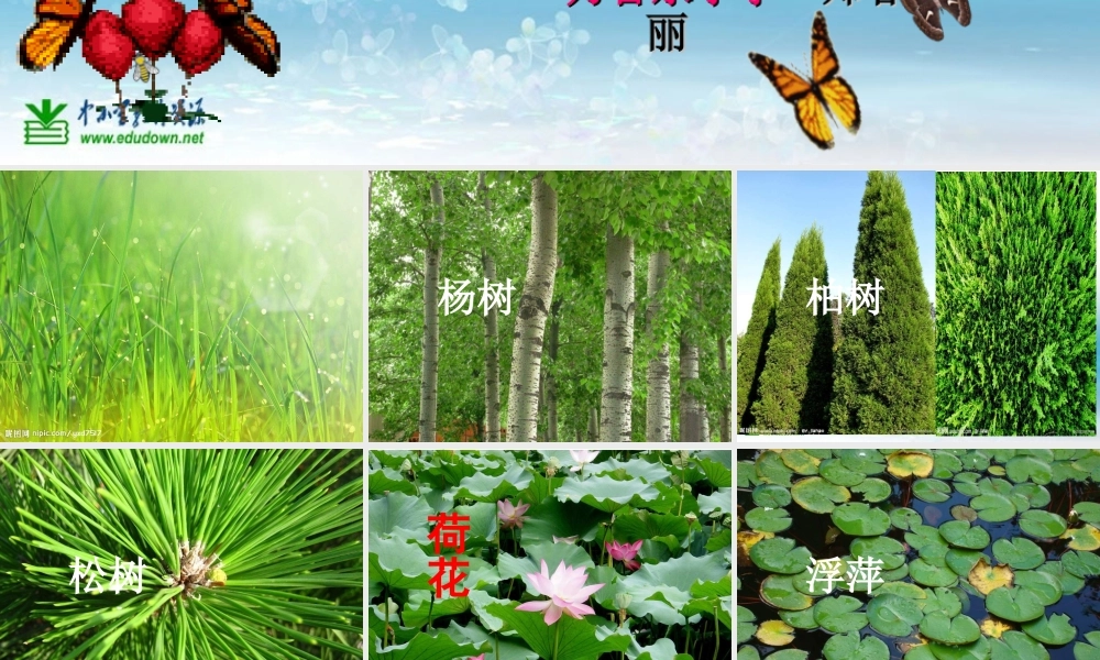 苏教小学科学三上《04校园里的植物》PPT课件(3)【加微信公众号 jiaoxuewuyou 九折优惠qq 1119139686】.ppt