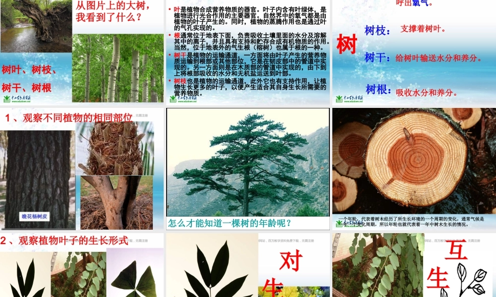 苏教小学科学三上《04校园里的植物》PPT课件(3)【加微信公众号 jiaoxuewuyou 九折优惠qq 1119139686】.ppt