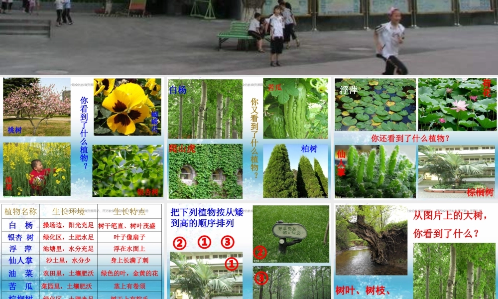 苏教小学科学三上《04校园里的植物》PPT课件(13)【加微信公众号 jiaoxuewuyou 九折优惠qq 1119139686】.ppt