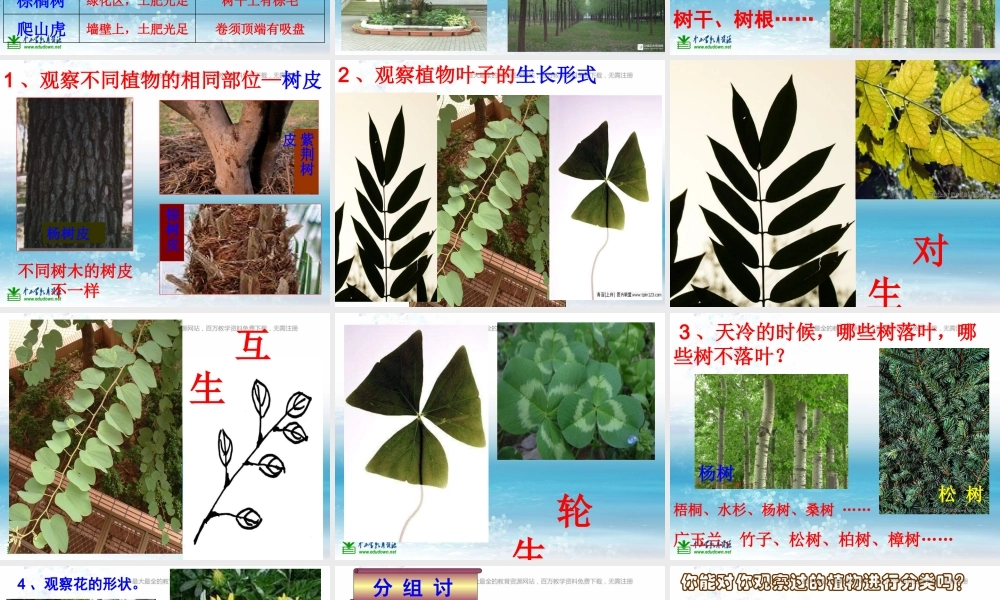 苏教小学科学三上《04校园里的植物》PPT课件(13)【加微信公众号 jiaoxuewuyou 九折优惠qq 1119139686】.ppt