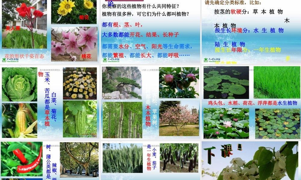 苏教小学科学三上《04校园里的植物》PPT课件(13)【加微信公众号 jiaoxuewuyou 九折优惠qq 1119139686】.ppt