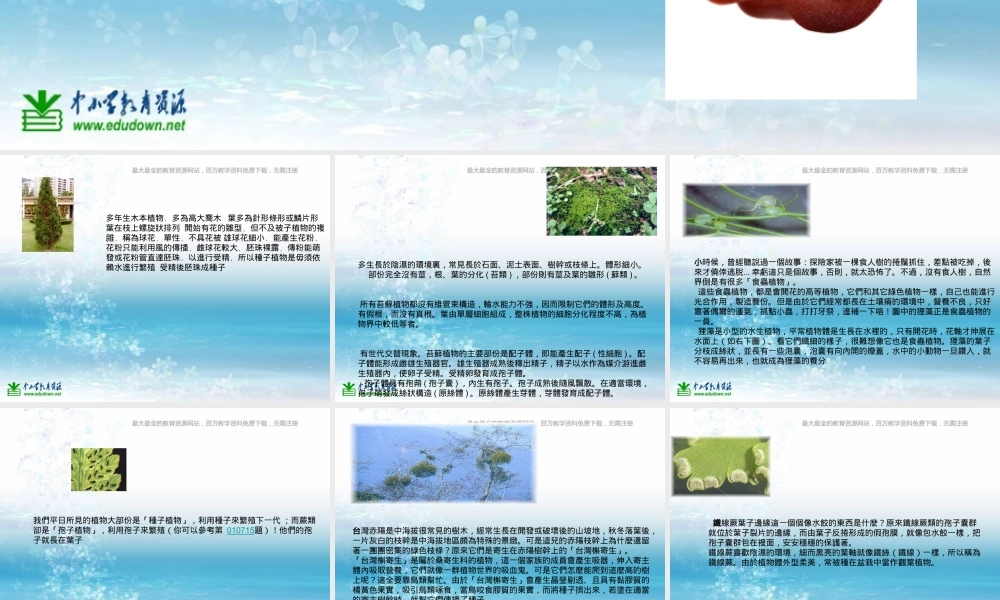 苏教小学科学三上《04校园里的植物》PPT课件(8)【加微信公众号 jiaoxuewuyou 九折优惠qq 1119139686】.ppt