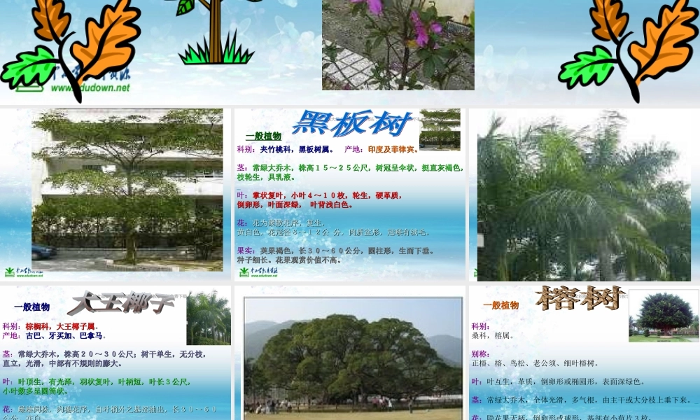 苏教小学科学三上《04校园里的植物》PPT课件(18)【加微信公众号 jiaoxuewuyou 九折优惠qq 1119139686】.ppt