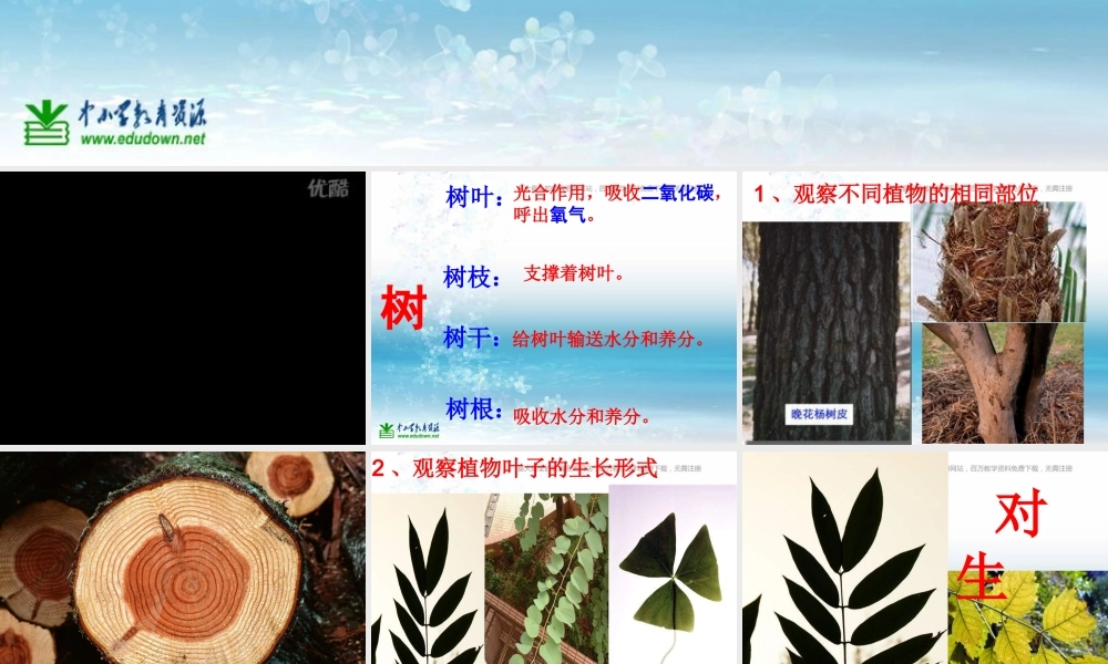 苏教小学科学三上《04校园里的植物》PPT课件(4)【加微信公众号 jiaoxuewuyou 九折优惠qq 1119139686】.ppt