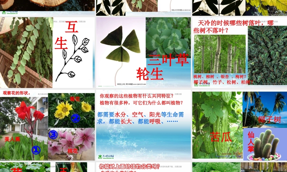 苏教小学科学三上《04校园里的植物》PPT课件(4)【加微信公众号 jiaoxuewuyou 九折优惠qq 1119139686】.ppt