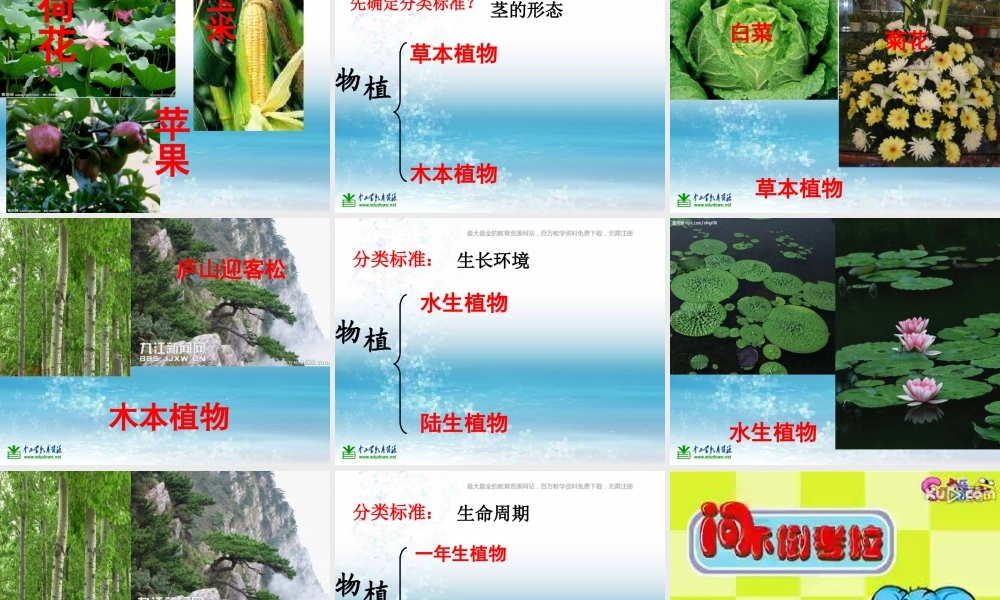 苏教小学科学三上《04校园里的植物》PPT课件(4)【加微信公众号 jiaoxuewuyou 九折优惠qq 1119139686】.ppt