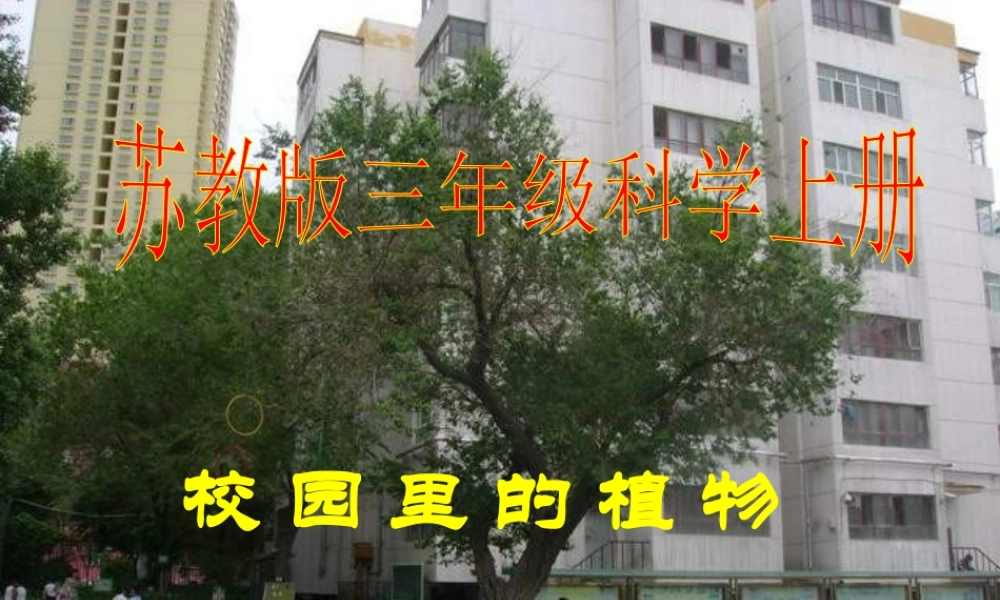 苏教小学科学三上《04校园里的植物》PPT课件(14)【加微信公众号 jiaoxuewuyou 九折优惠qq 1119139686】.ppt