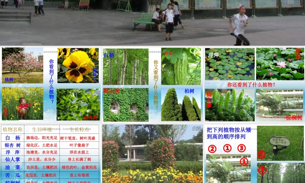 苏教小学科学三上《04校园里的植物》PPT课件(14)【加微信公众号 jiaoxuewuyou 九折优惠qq 1119139686】.ppt