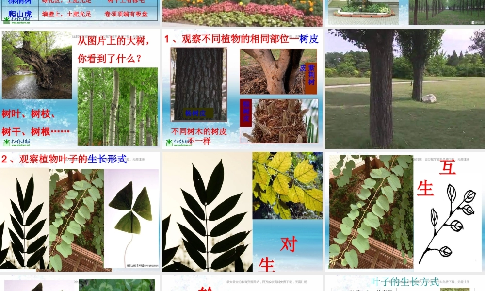 苏教小学科学三上《04校园里的植物》PPT课件(14)【加微信公众号 jiaoxuewuyou 九折优惠qq 1119139686】.ppt