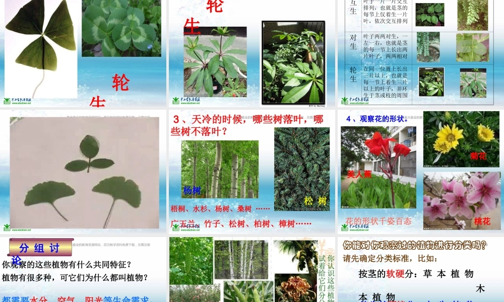 苏教小学科学三上《04校园里的植物》PPT课件(14)【加微信公众号 jiaoxuewuyou 九折优惠qq 1119139686】.ppt