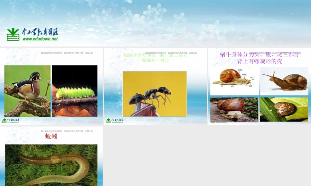 苏教小学科学三上《05校园里的小动物》PPT课件(4)【加微信公众号 jiaoxuewuyou 九折优惠qq 1119139686】.ppt