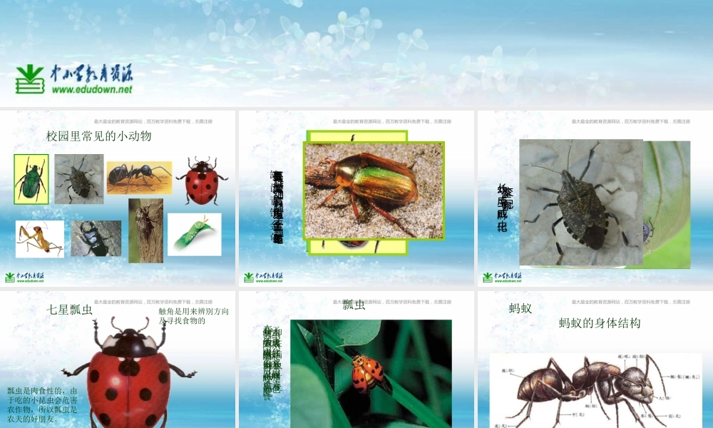 苏教小学科学三上《05校园里的小动物》PPT课件(1)【加微信公众号 jiaoxuewuyou 九折优惠qq 1119139686】.ppt