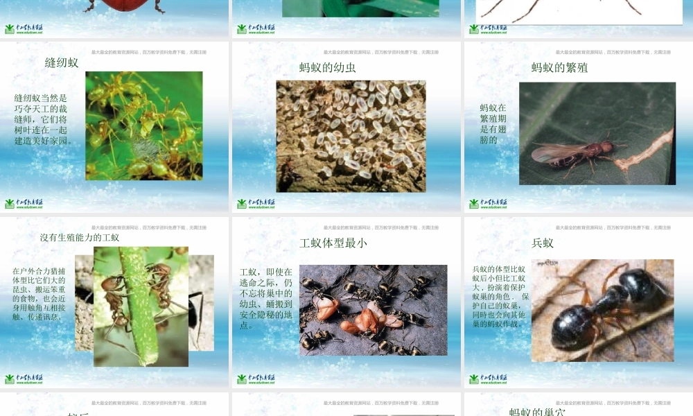 苏教小学科学三上《05校园里的小动物》PPT课件(1)【加微信公众号 jiaoxuewuyou 九折优惠qq 1119139686】.ppt