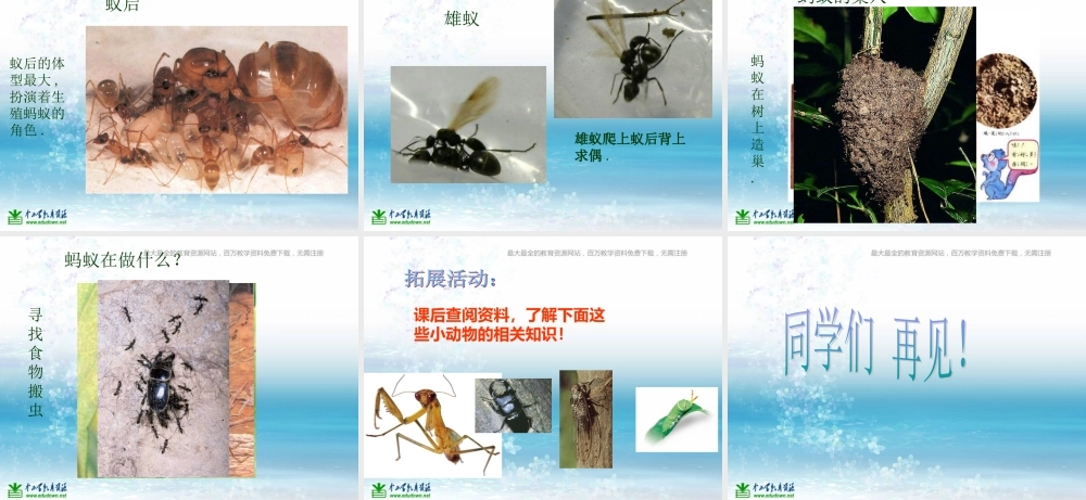 苏教小学科学三上《05校园里的小动物》PPT课件(1)【加微信公众号 jiaoxuewuyou 九折优惠qq 1119139686】.ppt