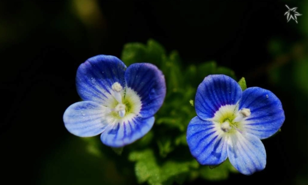 苏教小学科学三上《04校园里的植物》PPT课件(22)【加微信公众号 jiaoxuewuyou 九折优惠qq 1119139686】.ppt