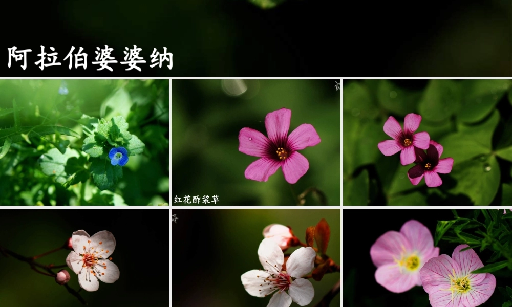 苏教小学科学三上《04校园里的植物》PPT课件(22)【加微信公众号 jiaoxuewuyou 九折优惠qq 1119139686】.ppt