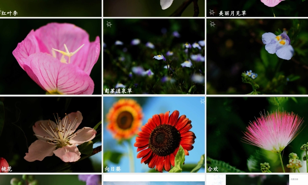 苏教小学科学三上《04校园里的植物》PPT课件(22)【加微信公众号 jiaoxuewuyou 九折优惠qq 1119139686】.ppt