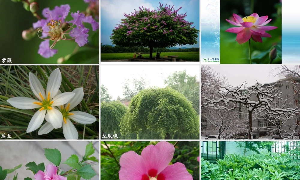 苏教小学科学三上《04校园里的植物》PPT课件(22)【加微信公众号 jiaoxuewuyou 九折优惠qq 1119139686】.ppt