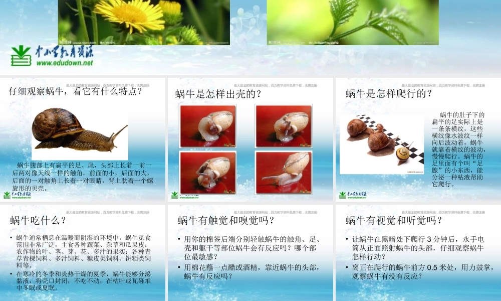 苏教小学科学三上《05校园里的小动物》PPT课件(10)【加微信公众号 jiaoxuewuyou 九折优惠qq 1119139686】.ppt