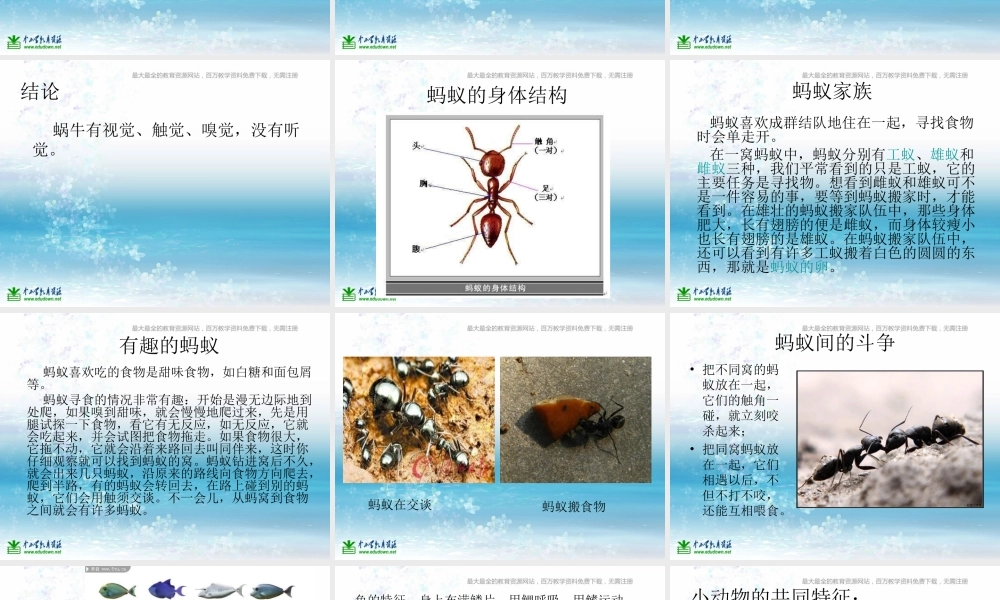 苏教小学科学三上《05校园里的小动物》PPT课件(10)【加微信公众号 jiaoxuewuyou 九折优惠qq 1119139686】.ppt