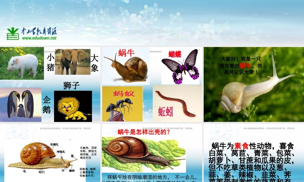 苏教小学科学三上《05校园里的小动物》PPT课件(7)【加微信公众号 jiaoxuewuyou 九折优惠qq 1119139686】.ppt