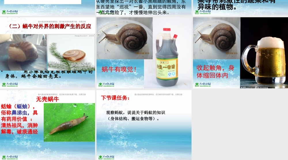 苏教小学科学三上《05校园里的小动物》PPT课件(7)【加微信公众号 jiaoxuewuyou 九折优惠qq 1119139686】.ppt