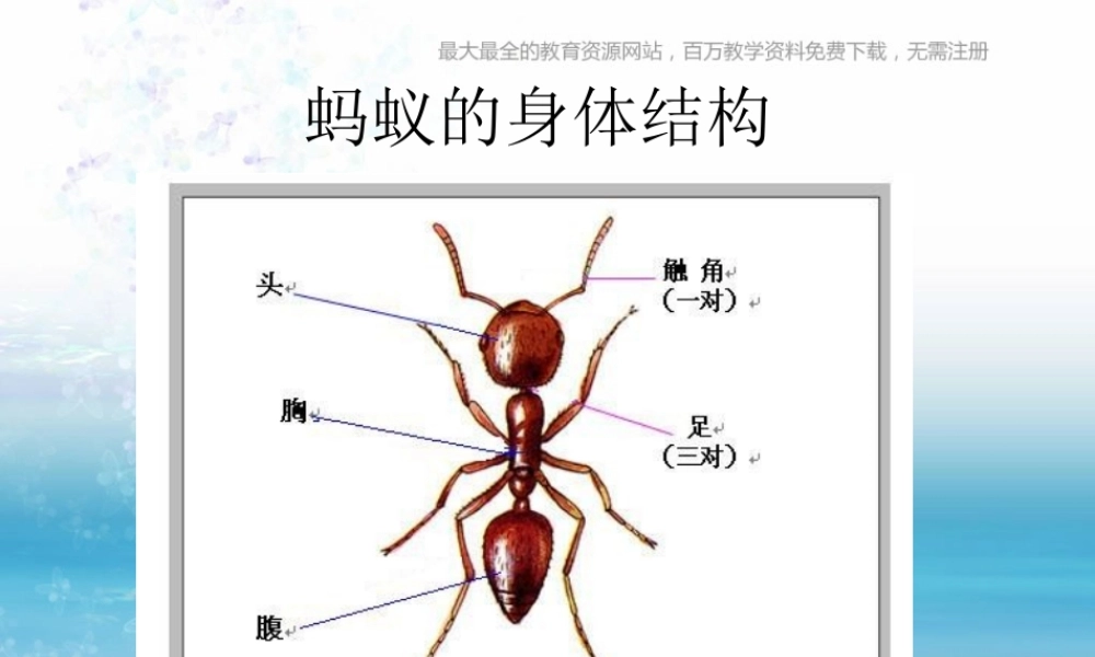 苏教小学科学三上《05校园里的小动物》PPT课件(11)【加微信公众号 jiaoxuewuyou 九折优惠qq 1119139686】.ppt
