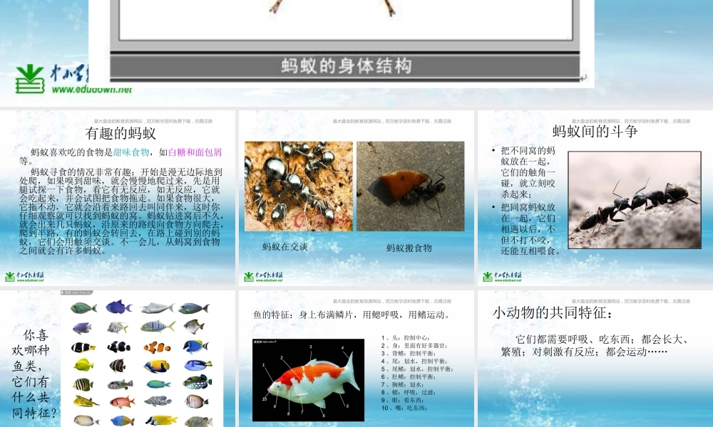 苏教小学科学三上《05校园里的小动物》PPT课件(11)【加微信公众号 jiaoxuewuyou 九折优惠qq 1119139686】.ppt