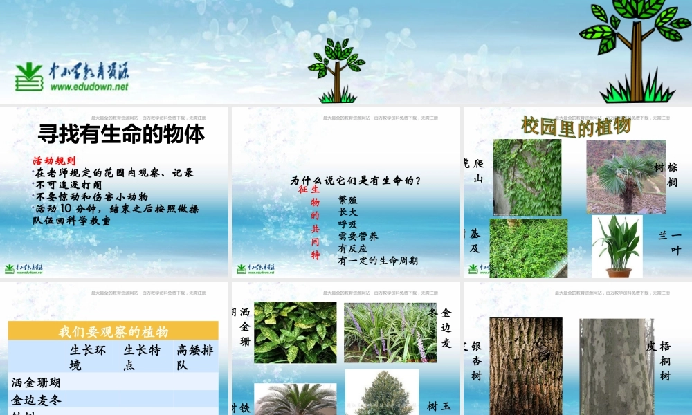 苏教小学科学三上《04校园里的植物》PPT课件(21)【加微信公众号 jiaoxuewuyou 九折优惠qq 1119139686】.ppt