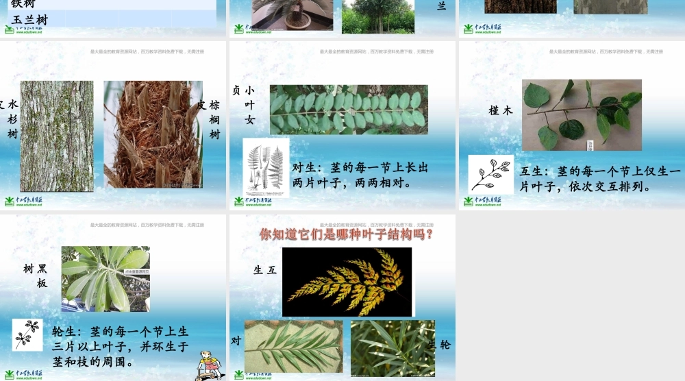 苏教小学科学三上《04校园里的植物》PPT课件(21)【加微信公众号 jiaoxuewuyou 九折优惠qq 1119139686】.ppt