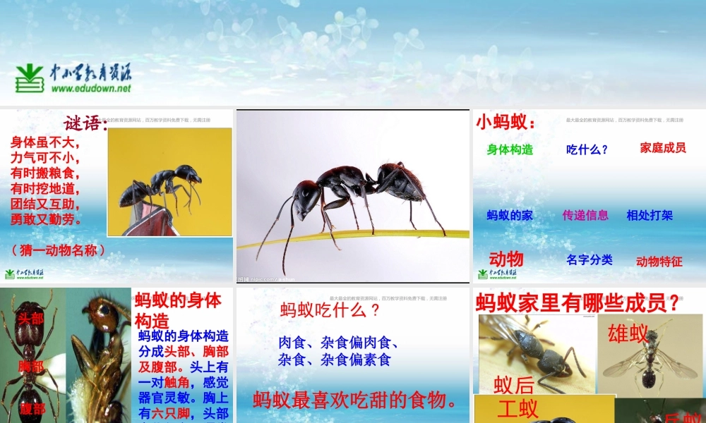 苏教小学科学三上《05校园里的小动物》PPT课件(6)【加微信公众号 jiaoxuewuyou 九折优惠qq 1119139686】.ppt