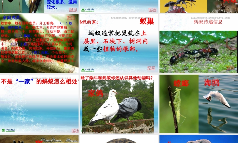 苏教小学科学三上《05校园里的小动物》PPT课件(6)【加微信公众号 jiaoxuewuyou 九折优惠qq 1119139686】.ppt