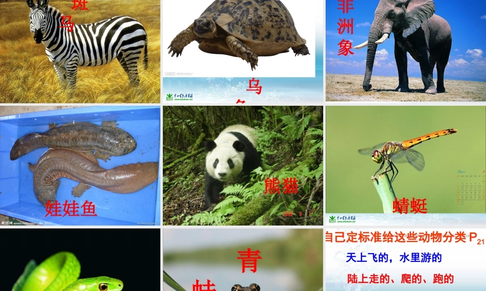 苏教小学科学三上《05校园里的小动物》PPT课件(6)【加微信公众号 jiaoxuewuyou 九折优惠qq 1119139686】.ppt