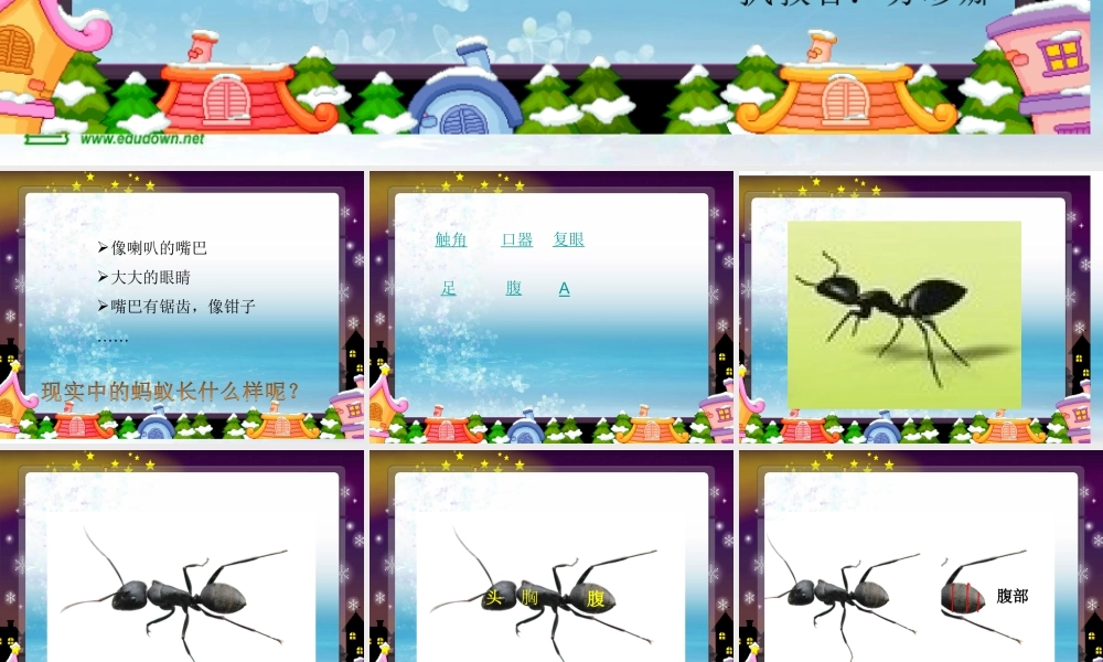 苏教小学科学三上《05校园里的小动物》PPT课件(2)【加微信公众号 jiaoxuewuyou 九折优惠qq 1119139686】.ppt