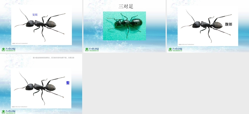 苏教小学科学三上《05校园里的小动物》PPT课件(2)【加微信公众号 jiaoxuewuyou 九折优惠qq 1119139686】.ppt