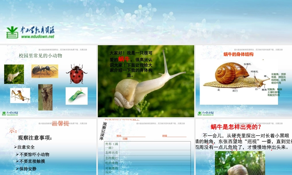 苏教小学科学三上《05校园里的小动物》PPT课件(12)【加微信公众号 jiaoxuewuyou 九折优惠qq 1119139686】.ppt