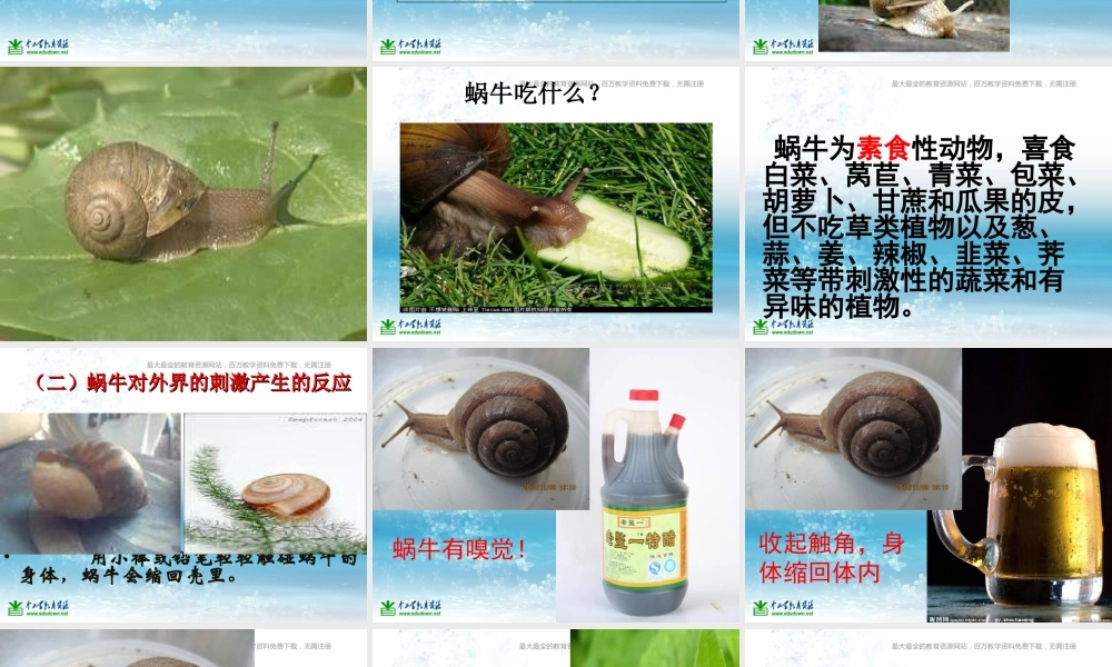 苏教小学科学三上《05校园里的小动物》PPT课件(12)【加微信公众号 jiaoxuewuyou 九折优惠qq 1119139686】.ppt