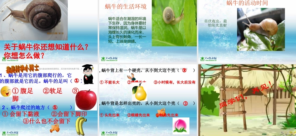 苏教小学科学三上《05校园里的小动物》PPT课件(12)【加微信公众号 jiaoxuewuyou 九折优惠qq 1119139686】.ppt