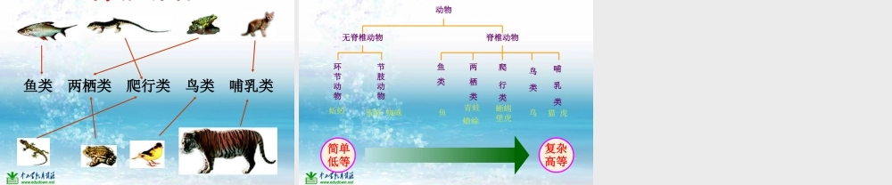 苏教小学科学三上《05校园里的小动物》PPT课件(5)【加微信公众号 jiaoxuewuyou 九折优惠qq 1119139686】.ppt