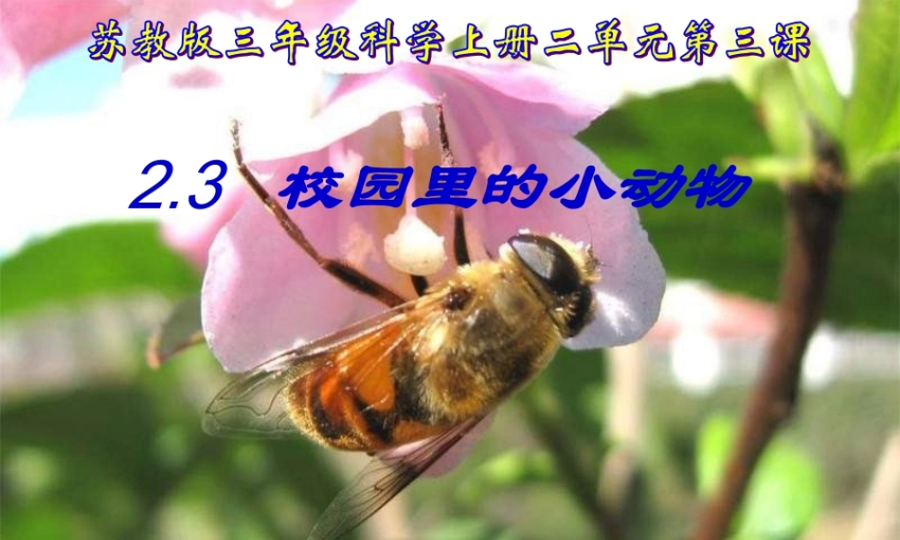 苏教小学科学三上《05校园里的小动物》PPT课件(8)【加微信公众号 jiaoxuewuyou 九折优惠qq 1119139686】.ppt