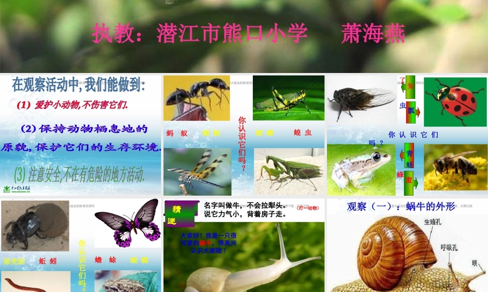 苏教小学科学三上《05校园里的小动物》PPT课件(8)【加微信公众号 jiaoxuewuyou 九折优惠qq 1119139686】.ppt