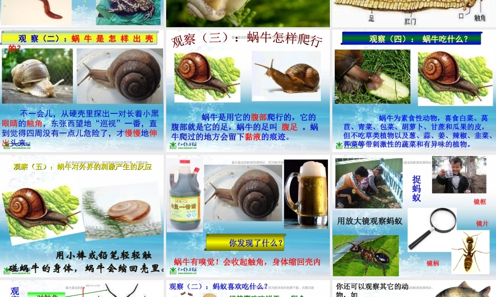 苏教小学科学三上《05校园里的小动物》PPT课件(8)【加微信公众号 jiaoxuewuyou 九折优惠qq 1119139686】.ppt