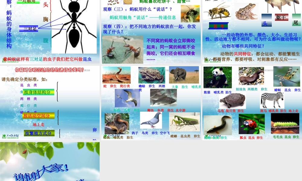 苏教小学科学三上《05校园里的小动物》PPT课件(8)【加微信公众号 jiaoxuewuyou 九折优惠qq 1119139686】.ppt