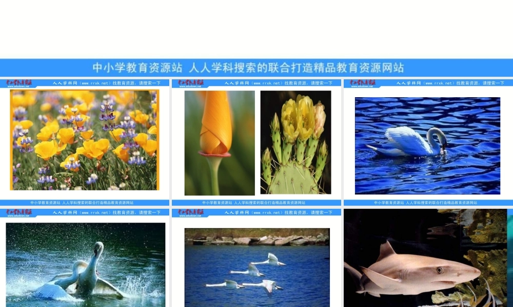 苏教小学科学三上《06动物、植物、人》PPT课件【加微信公众号 jiaoxuewuyou 九折优惠qq 1119139686】.ppt